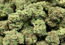 The Magical Delta 8 Flower Delta 8 Flower