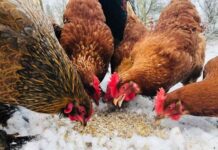 Are Grubs Good For Chickens