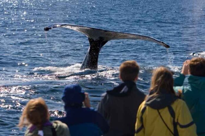 Complete Guide to Summer Whale Watching 2022