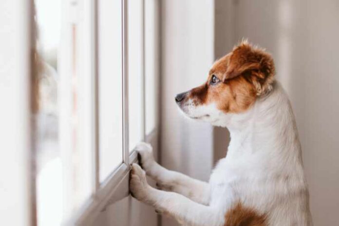 Loyal Dog Waits Outside Hospital