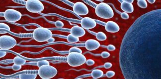 Releasing Sperm