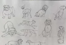 How to Draw Canines : A Simple Guide for Beginners How to Draw Canines