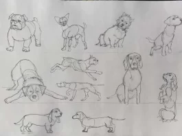 How to Draw Canines : A Simple Guide for Beginners How to Draw Canines