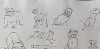 How to Draw Canines : A Simple Guide for Beginners How to Draw Canines
